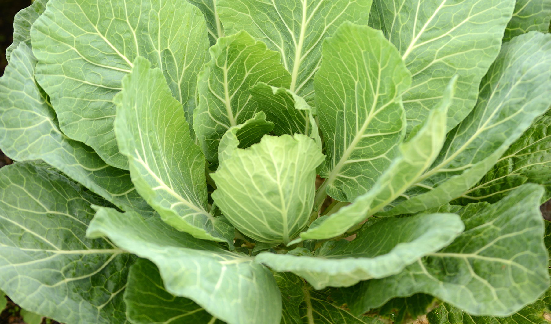 Lettuce