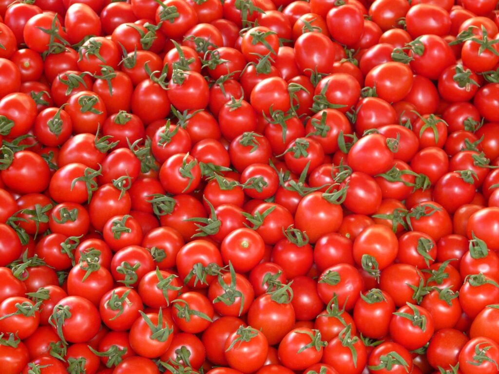 Fresh Tomatoes