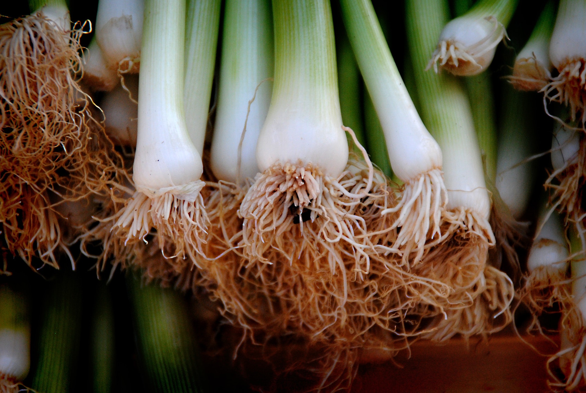 Green Onion