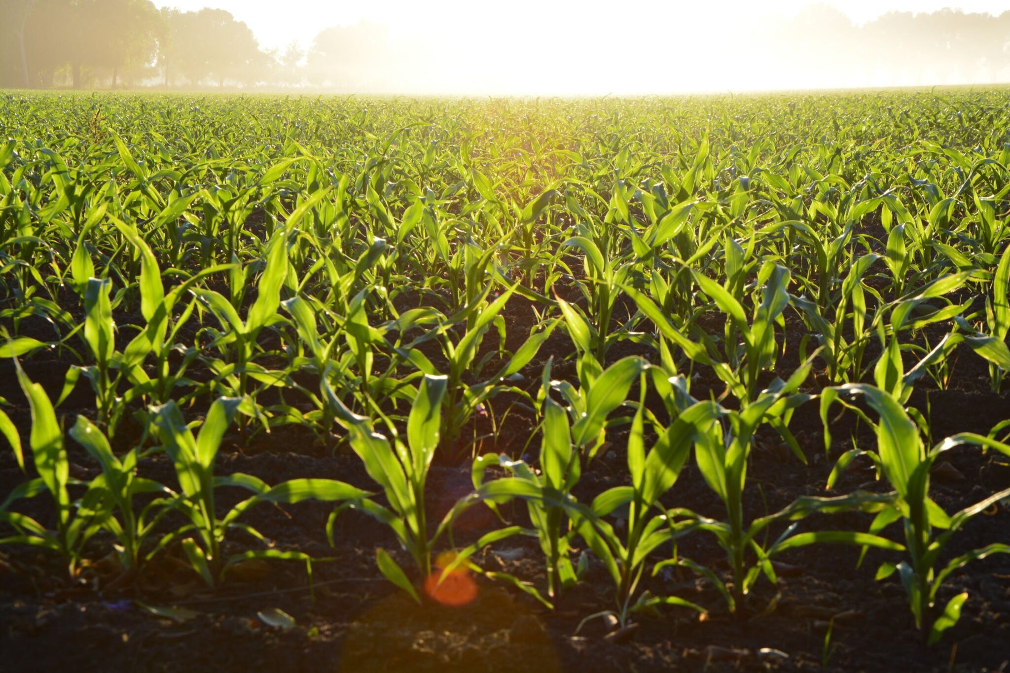 Corn
