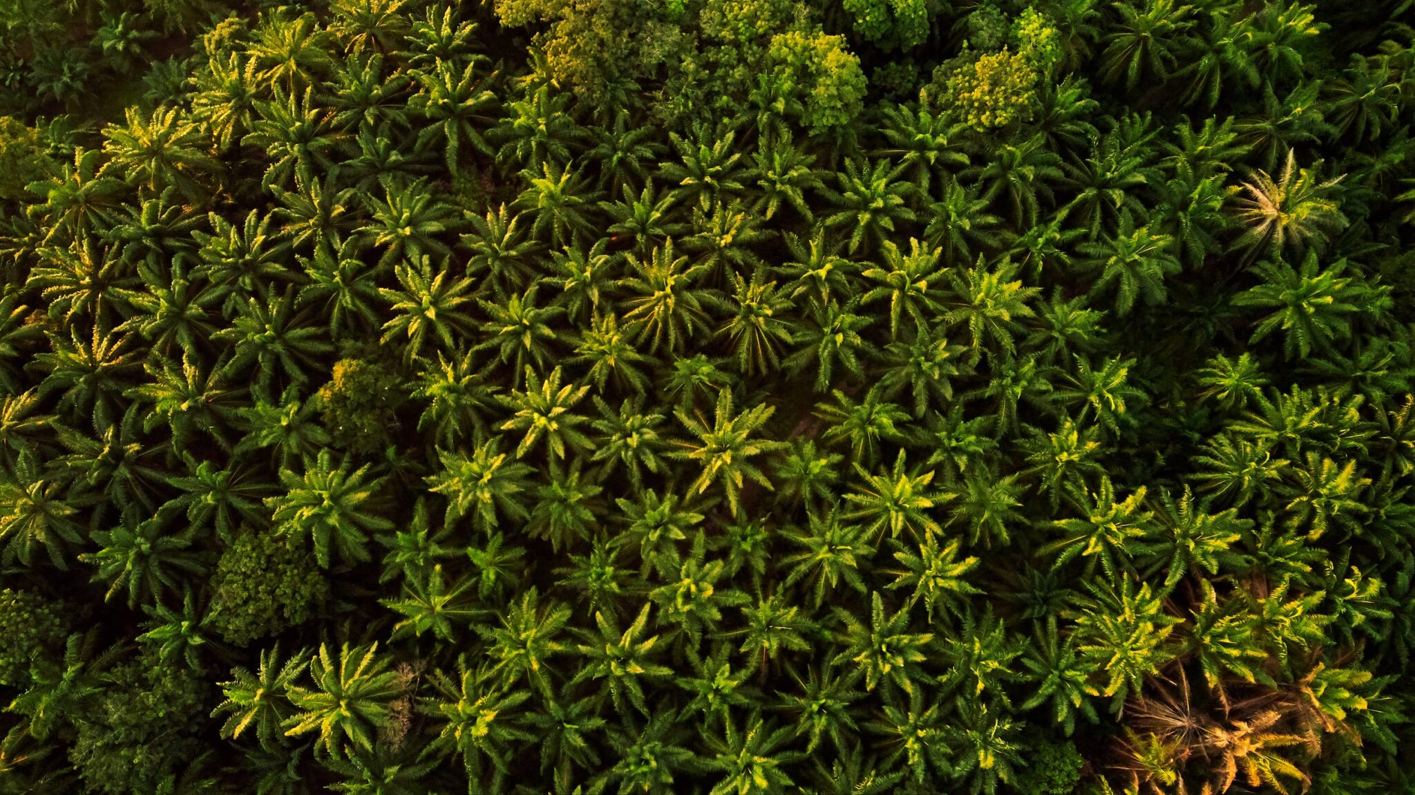 Palm