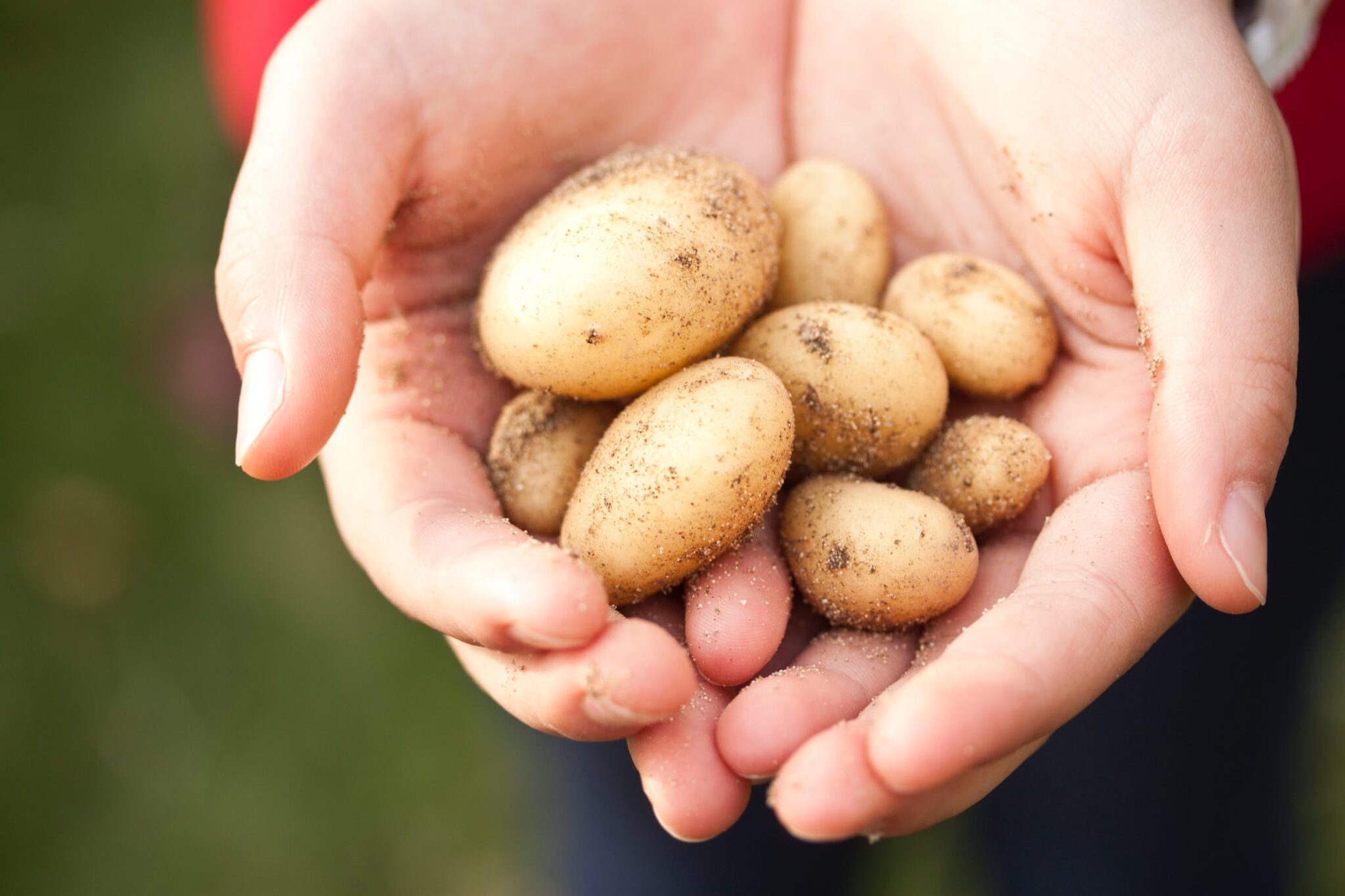 Potatoes